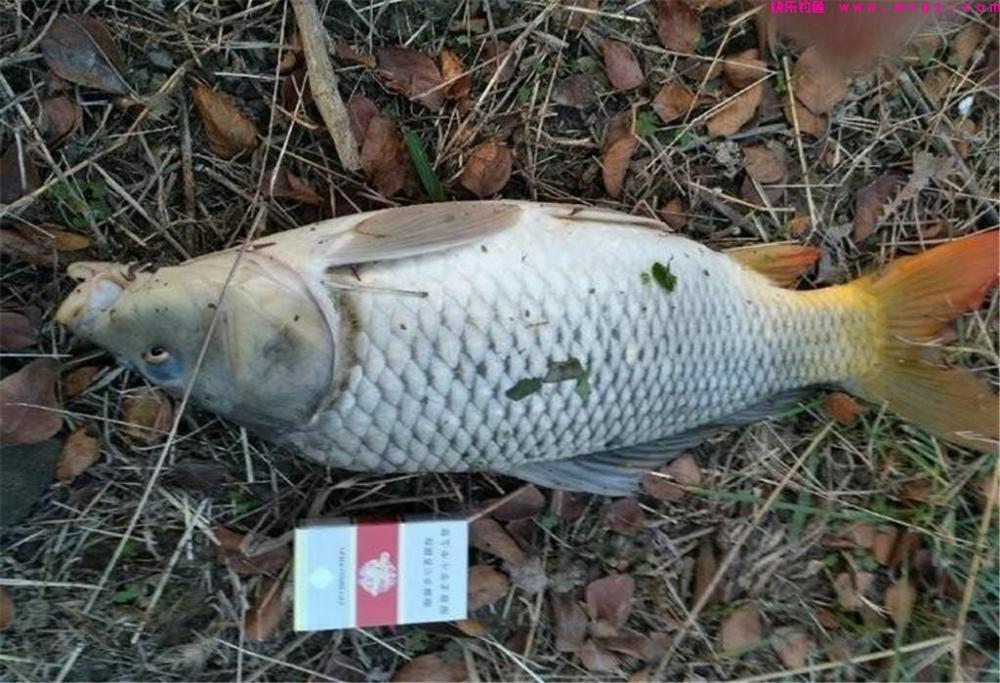 玉米钓鲤鱼的3大“绝招”，钓鱼新手也能用，别再说玉米钓鱼不行(图4)