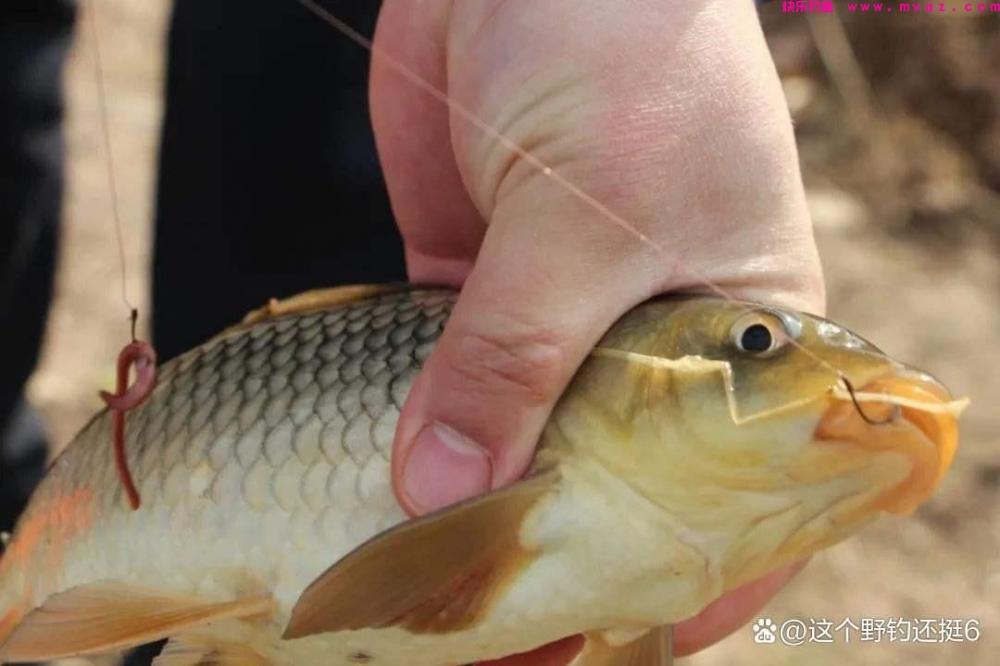 钓鲤鱼不要拘泥于钓目！改变钓目和子线长度，会让你钓得多跑鱼少(图1)