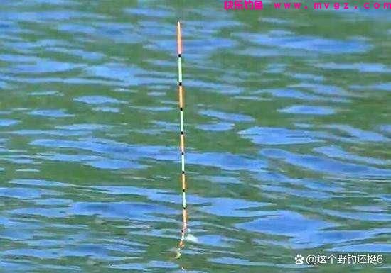 钓鲤鱼不要拘泥于钓目！改变钓目和子线长度，会让你钓得多跑鱼少(图4)