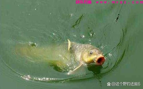 钓鲤鱼不要拘泥于钓目！改变钓目和子线长度，会让你钓得多跑鱼少(图3)