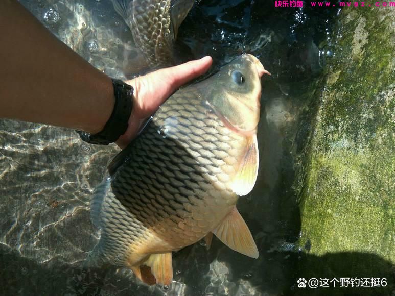 钓鲤鱼不要拘泥于钓目！改变钓目和子线长度，会让你钓得多跑鱼少(图7)