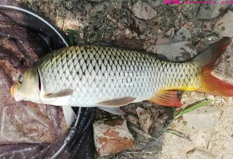 夏季钓鲤鱼，这三种钓位很“藏鱼”，找对位置就算成功了一半(图1)