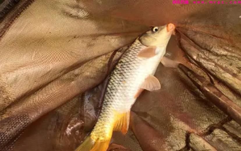 夏季钓鲤鱼，这三种钓位很“藏鱼”，找对位置就算成功了一半(图4)