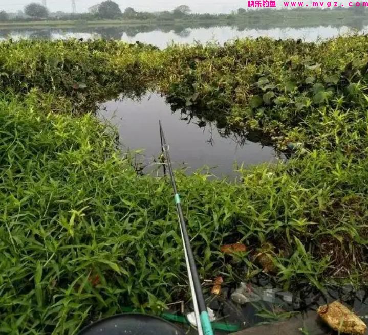 夏季钓鲤鱼，这三种钓位很“藏鱼”，找对位置就算成功了一半(图3)