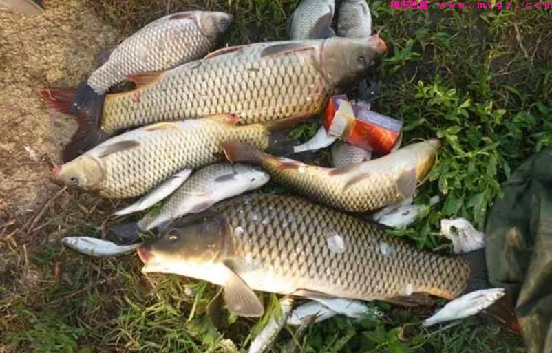 夏季钓鲤鱼，这三种钓位很“藏鱼”，找对位置就算成功了一半(图8)