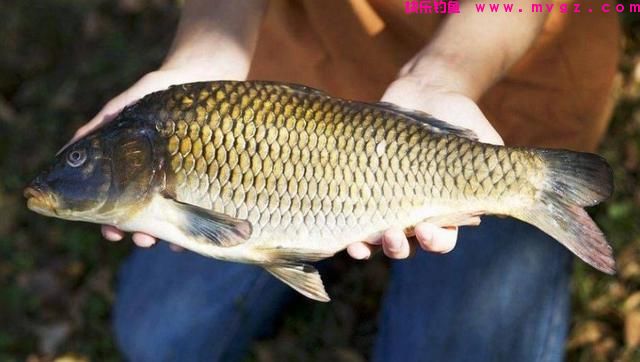钓鲤鱼怎么选浮漂？(图4)