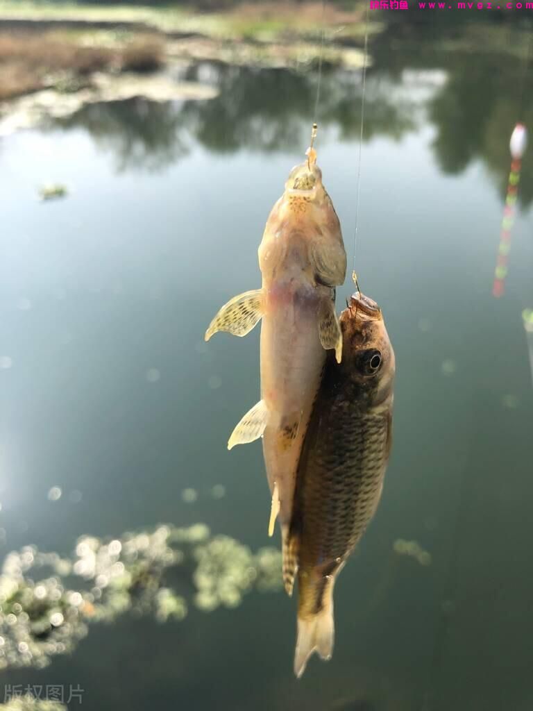 有什么钓鲤鱼、草鱼的好方法吗？(图2)
