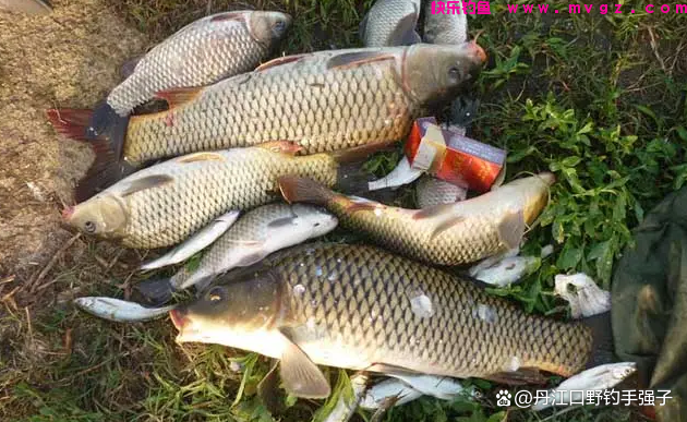 夏钓鲤鱼，这三款饵料效果比商品饵好的多，用它打窝诱鱼效果翻倍(图2)