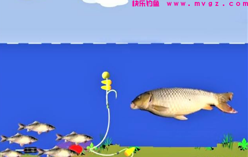 用玉米钓鲤鱼有4个注意事项，全做到了，鱼线会被拉得嗖嗖响(图5)
