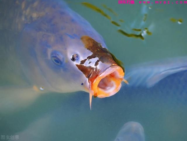 夏季天热，鲤鱼“狡猾”难钓？试试这4招，别不信，大鲤鱼照样上(图6)