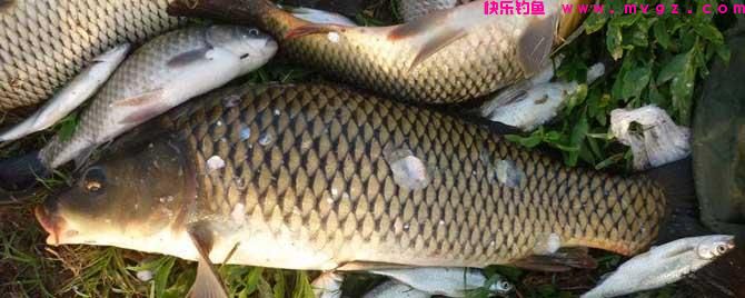春季钓鲤鱼什么味型的好？(图1)
