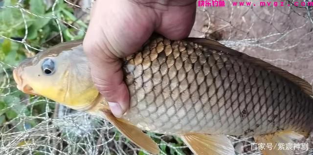 野外鲤鱼没有想象中那么难钓，掌握这5个技巧，新手一样钓得多(图4)