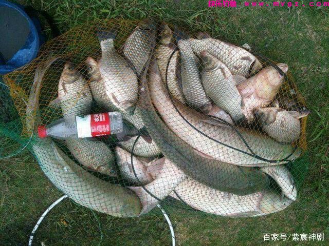 野外鲤鱼没有想象中那么难钓，掌握这5个技巧，新手一样钓得多(图7)