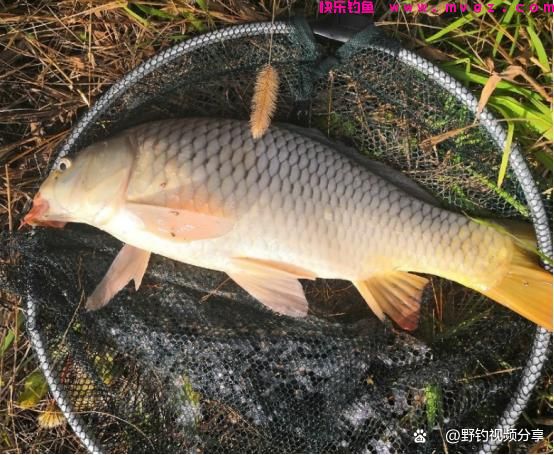 春末夏初钓鲤鱼，认准这3个“钓位”，快速锁定鱼窝，一钓一个准(图1)