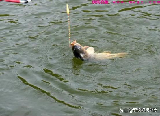 春末夏初钓鲤鱼，认准这3个“钓位”，快速锁定鱼窝，一钓一个准(图5)