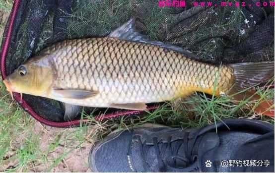 春末夏初钓鲤鱼，认准这3个“钓位”，快速锁定鱼窝，一钓一个准(图6)