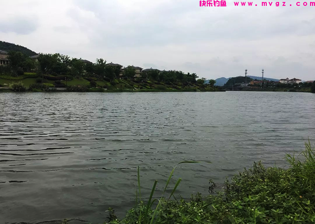 春末钓鲤鱼，钓位选择的必备技巧，做好了才能有收获