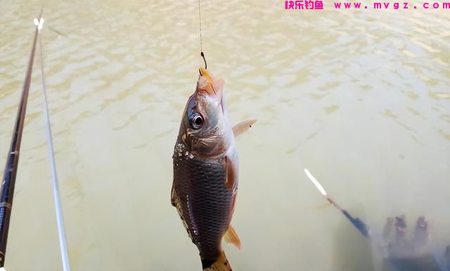 还不知道怎么钓鲤鱼？记住这4个“绝密”位置，找准爆护很轻松(图3)
