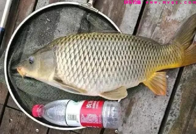 野钓大鲤鱼，记住3个爆护“秘诀”，大鲤鱼排队进窝，不爆护都难(图5)