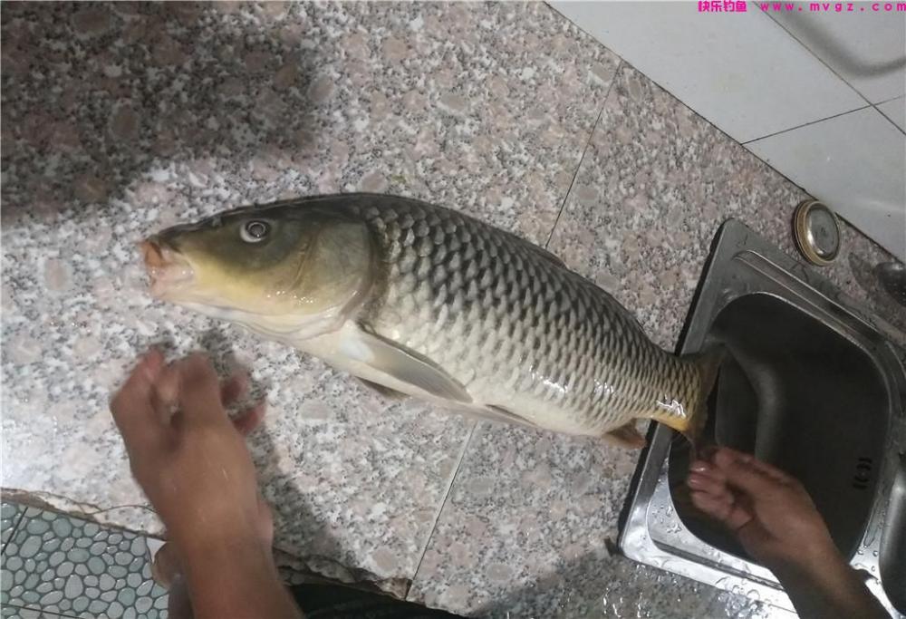 春季钓鲤鱼,这3个细节是关键,钓鱼人别错过(图1) 春季钓鲤鱼,这3个细节是关键,钓鱼人别错过(图1)