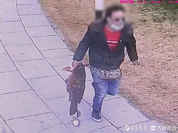 偷了一条鱼被拘十三天！在大明湖景区偷钓鲤鱼的男子落网(图1)