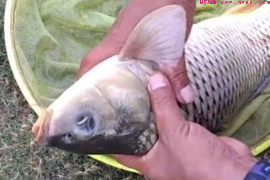 春天这样诱钓鲤鱼，方法简单，上鱼又快又狠，连钓3天还嫌少(图2)