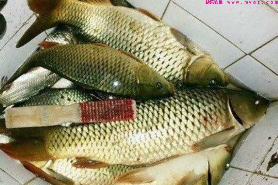 春天这样诱钓鲤鱼，方法简单，上鱼又快又狠，连钓3天还嫌少(图4)