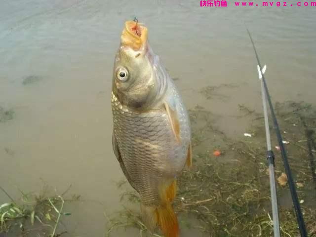 钓鲤鱼用什么饵料最好?(绝杀饵)(图1) 钓鲤鱼用什么饵料最好?(绝杀饵)(图1)