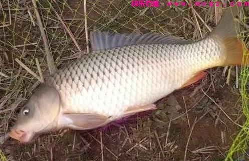 野钓大鲤鱼，牢记这“4点”，掌握2个，半天渔获比别人一天还多(图2)