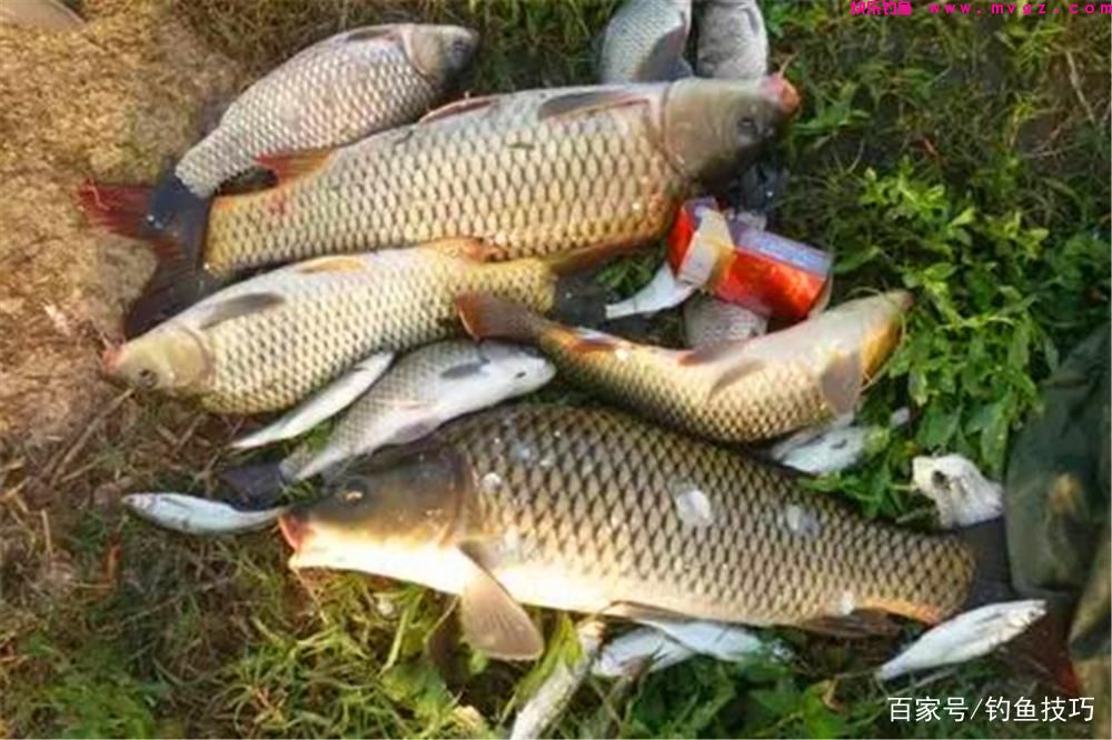 春季钓鲤鱼，核心秘诀有4条，这些招数要常用，想不爆护都难！(图1)