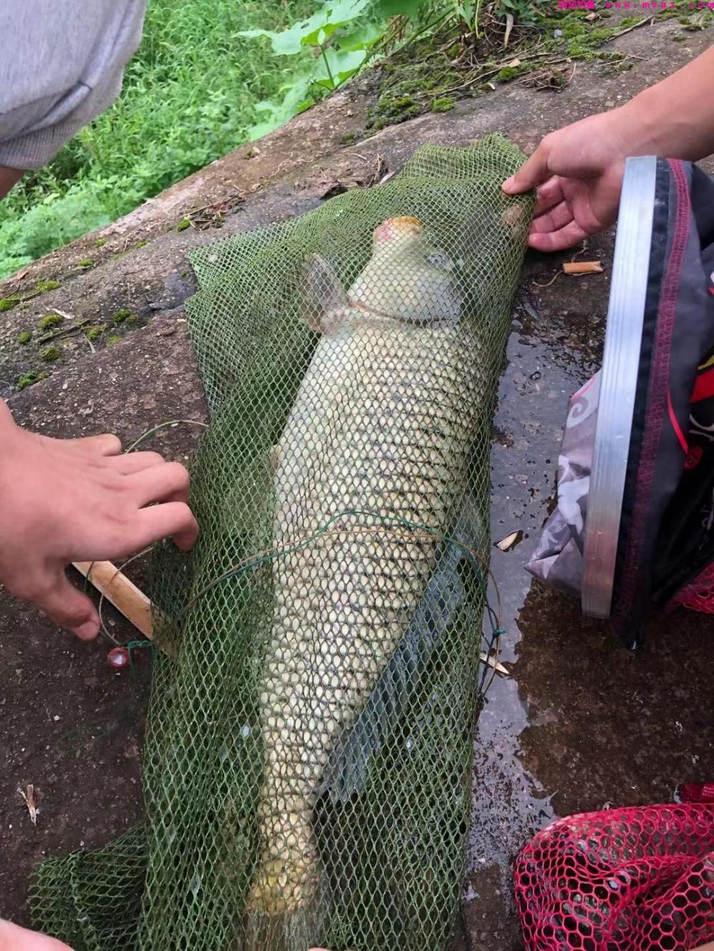 垂钓鲤鱼心得(图1)