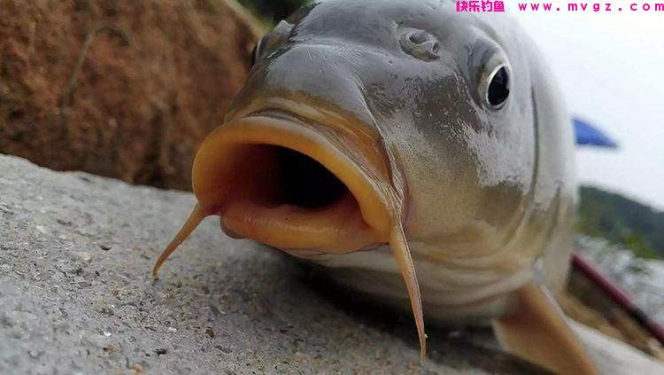 用什么钓鲤鱼？(图2)