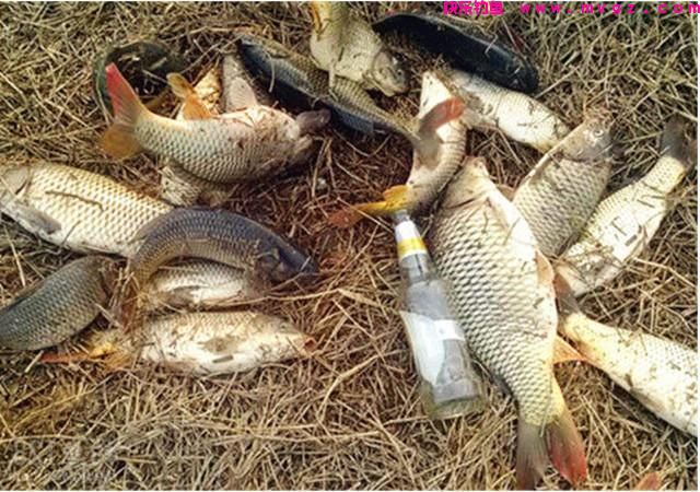 钓鲤鱼，只要掌握3大技巧，钓多少，你来定！(图3)