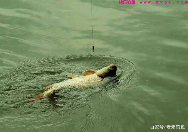 钓鱼随记-野钓鲤鱼方法(图2)