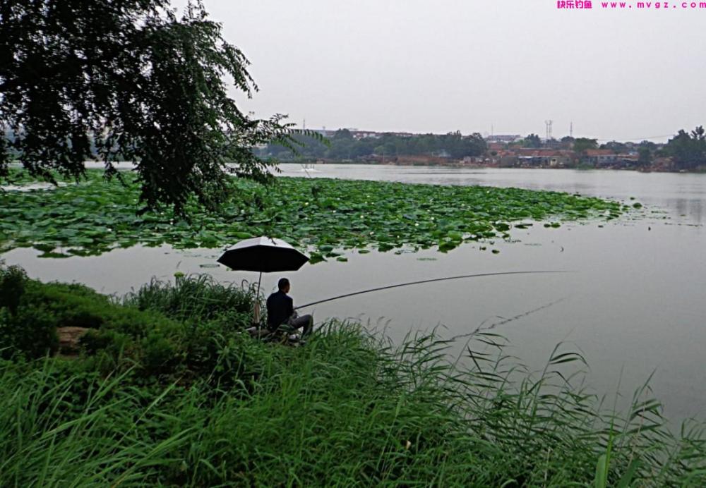 野钓鲤鱼有绝招，这些技巧值得关注，钓鲤鱼不再愁(图3)