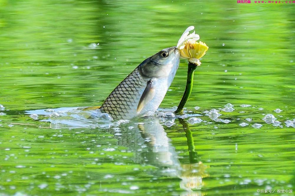 夏天钓鲤鱼，除了钓点和饵料，垂钓方法其实也很重要(图1)