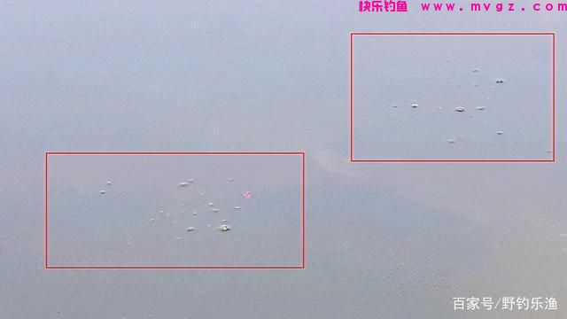 如何钓鲤鱼?(图4) 如何钓鲤鱼?(图4)