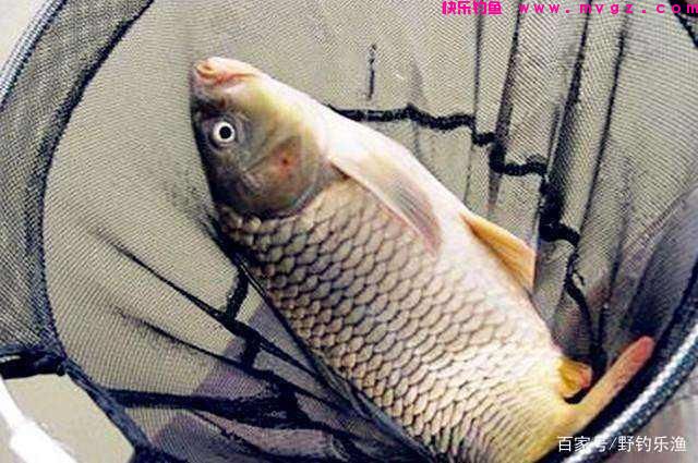 如何钓鲤鱼?(图8) 如何钓鲤鱼?(图8)