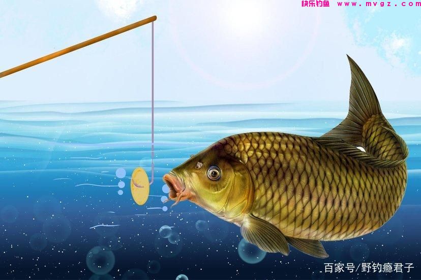 我们在野钓如何作钓鲤鱼(图3)