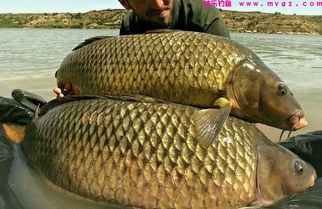 初夏野钓大鲤鱼全攻略，用此法钓鲤鱼，连竿上鱼是有保障的(图10)
