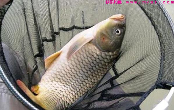 钓鲤鱼怎么调漂最好?(推荐)(图3) 钓鲤鱼怎么调漂最好?(推荐)(图3)