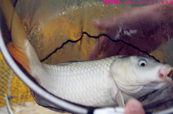 钓鲤鱼怎么调漂最好?(推荐)(图1) 钓鲤鱼怎么调漂最好?(推荐)(图1)