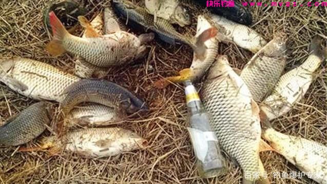怎样钓鲤鱼最快爆护？钓鱼高手，分享钓鲤鱼4大绝招(图8)