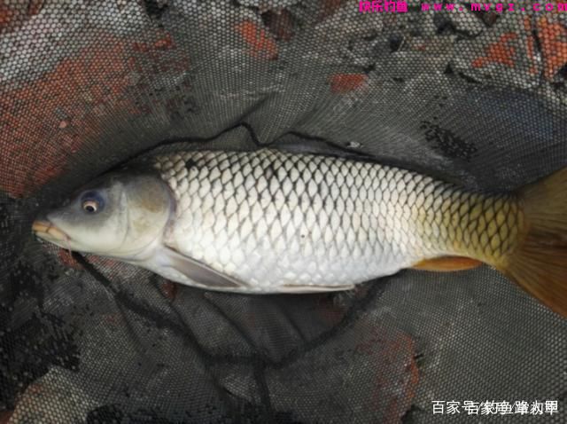 钓鲤鱼需要注意什么？(图2)