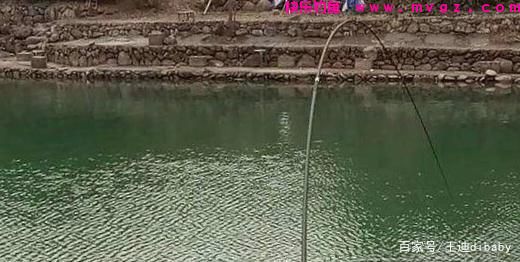 为什么这么多人喜欢钓鲤鱼？原来很棒的鱼，难怪这么多人喜欢钓鱼(图3)