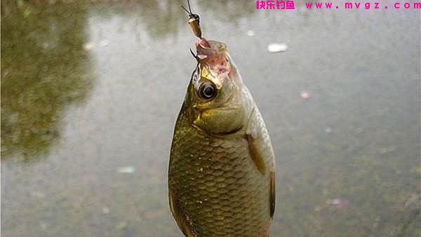 秋钓鲤鱼，唯独这钓法才够狠，不吹不黑，不管在哪都能钓过瘾(图3)