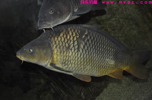 适合新手钓鲤鱼的方法，可钓到比平时多几倍的渔获！(图1)