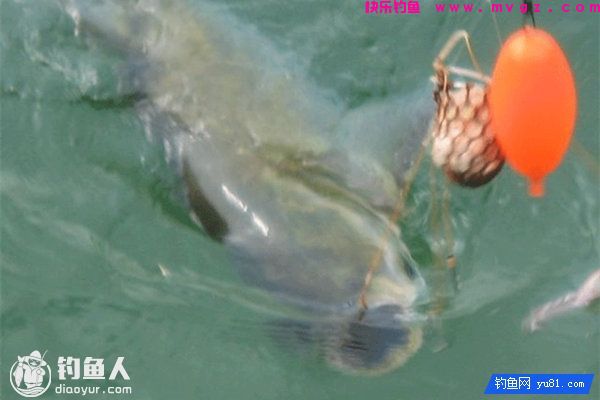 干货分享：浮底钓鲢鳙的饵料这样配(图1)