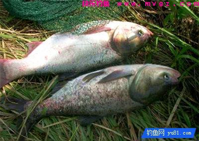 二十四款钓鲢鳙商品饵料介绍(图1)