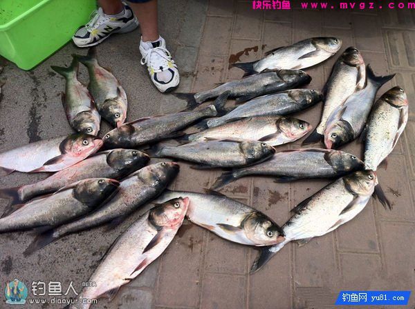 变废为宝 臭鸡蛋巧做鲢鳙一绝饵料(图3)